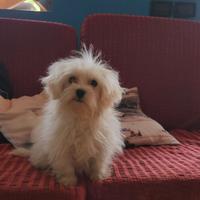 Maltesi cuccioli SOLO CONTATTI TELEFONICI