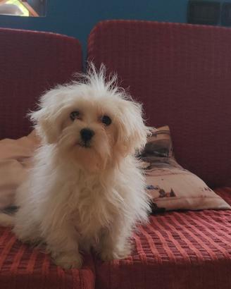Maltesi cuccioli SOLO CONTATTI TELEFONICI