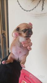 Cuccioli pechinese