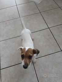 Jack russell