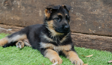Cucciolo di pastore tedesco
