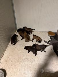 Pastore belga Malinois