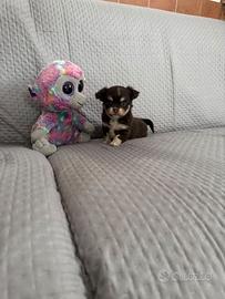 Chihuahua femmina mini toy pelo lungo