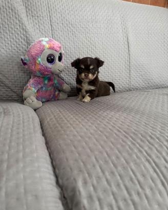 Chihuahua femmina mini toy pelo lungo