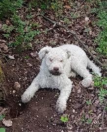 Lagotto romagnolo
