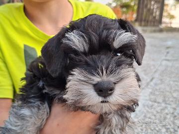 Zwergschnauzer nero argento 