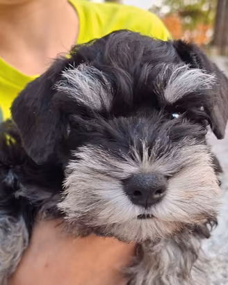 Zwergschnauzer nero argento 