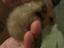 Immagine 3