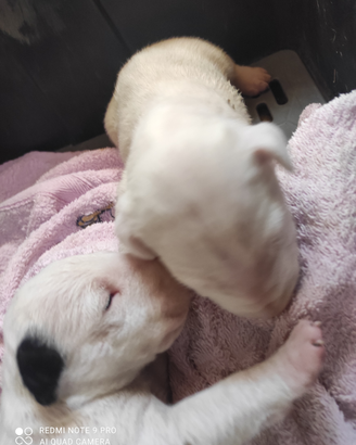 Bull terrier