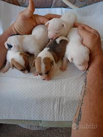 Cuccioli di jack Russell