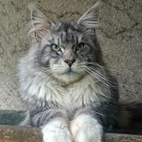 Maine coon stallone per monta di alta genealogia
