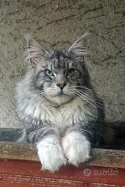 Maine coon stallone per monta di alta genealogia