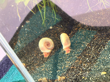 Planorbarius Duryi Pink taglia grande