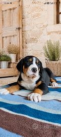 Cuccioli di grande bovaro svizzero