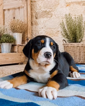 Cuccioli di grande bovaro svizzero