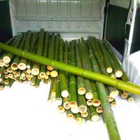Canne di bamb bambu con diametri da 1