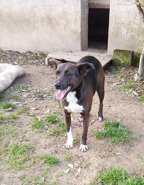 Nihan incrocio pincher