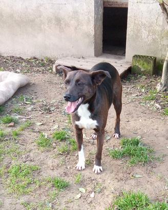 Nihan incrocio pincher