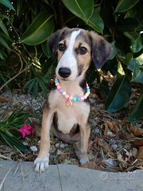 Adozione del cuore per Chicca