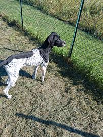 Bracco pointer maschio da tartufi