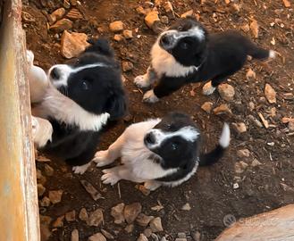 Cuccioli border collie