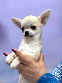 Cucciolo di chihuahua