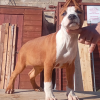 Cucciolo Amstaff