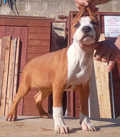 Cucciolo Amstaff