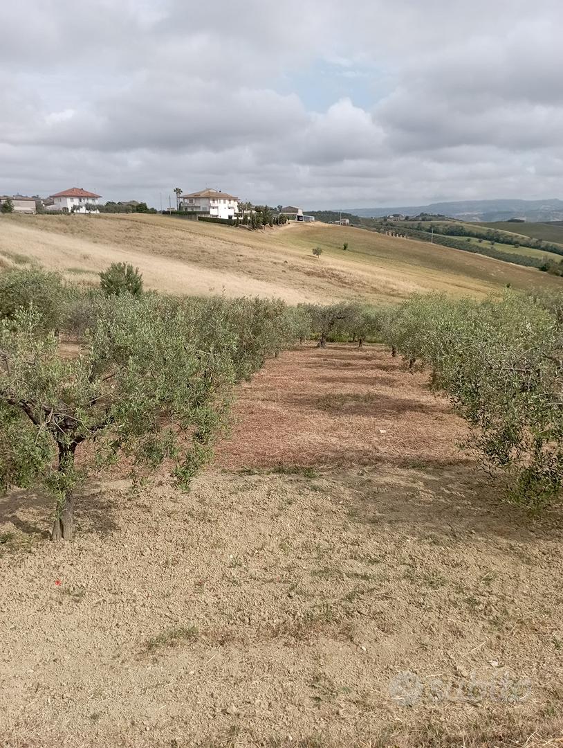 Terreno Agricolo con uliveto - Vista 2