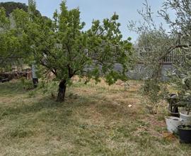 Terreno a Belpasso 2900 mq - 33 olivi e deposito
