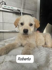 Marion e Roberto aspettano una famiglia