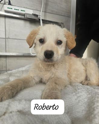 Marion e Roberto aspettano una famiglia