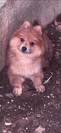 Volpino spitz