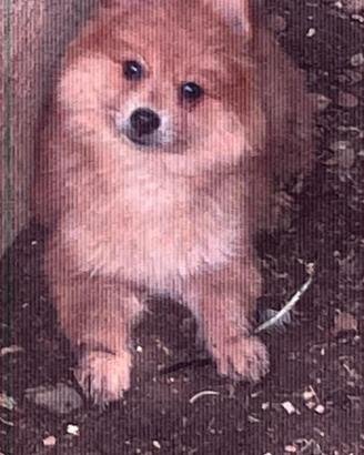 Volpino spitz