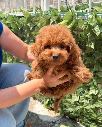 Ultimo cucciolo di barboncino toy