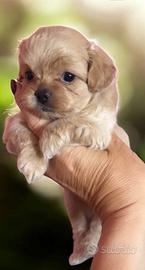 Maltipoo Mini boy