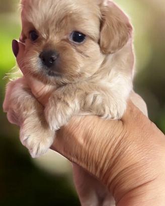 Maltipoo Mini boy