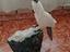 Immagine 3