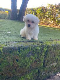 Cuccioli di maltese