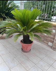 Cycas