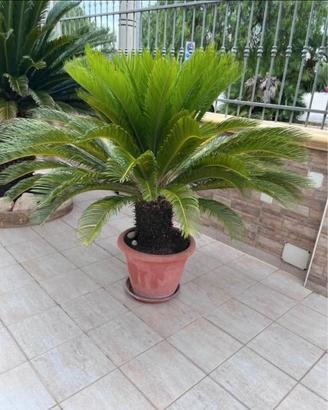 Cycas