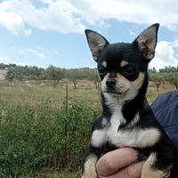 Cucciola chihuahua