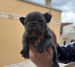 Cucciolo bulldog francese blu