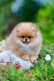 Spitz Di Pomerania Mini