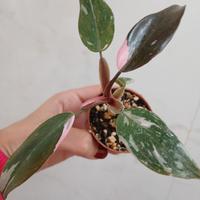 Philodendron pink princess baby