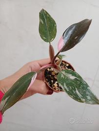 Philodendron pink princess baby