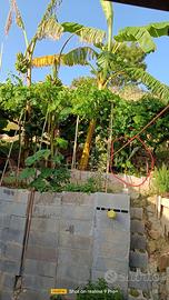 Piante di banano antico di Sicilia