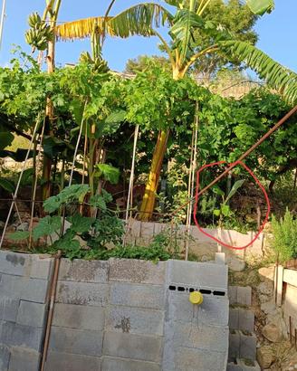 Piante di banano antico di Sicilia