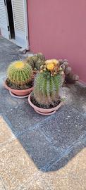 Piante grasse 