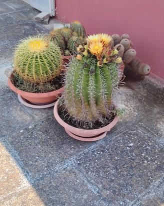Piante grasse 